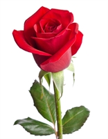 Consolata Cagnis Di Castellamonte Nata Dei Baroni Sobrero