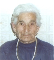 Rosa Cicoria
