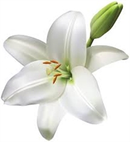 Dora Dicandia