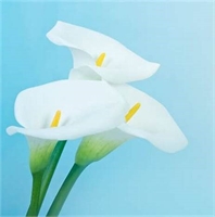 Maria Margherita Garbero In Pistone (CN) 