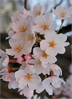 Nicla Gamba In Meloni (VA) 